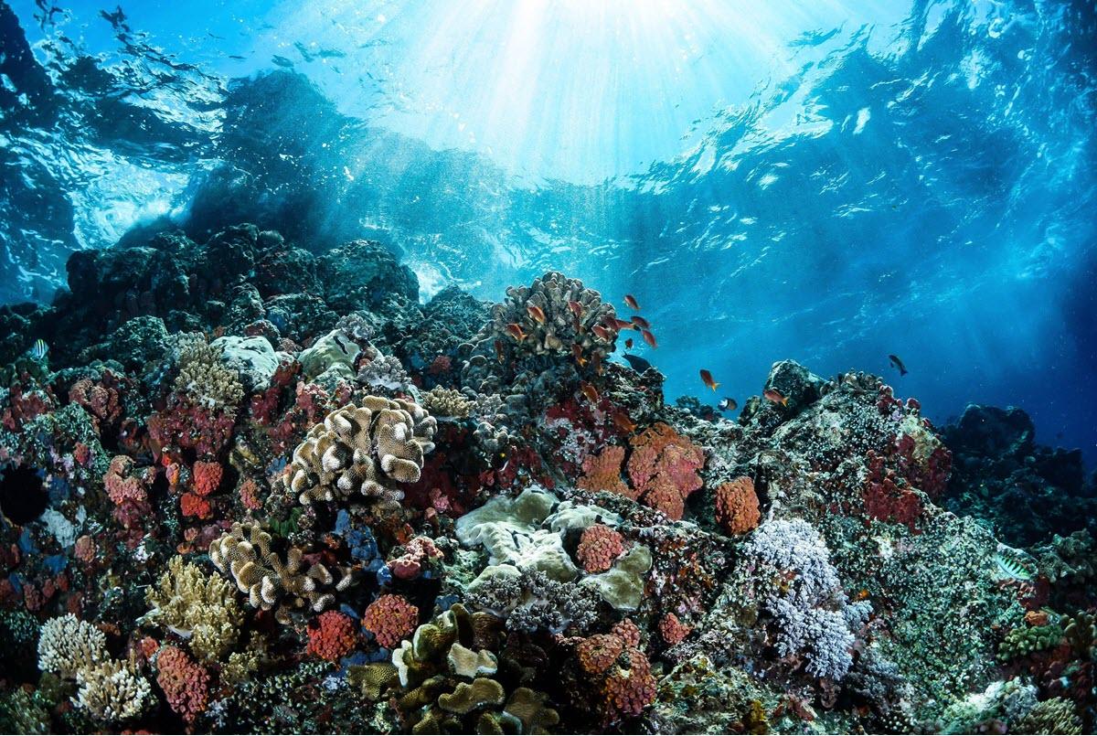 Underwater image with coral reef