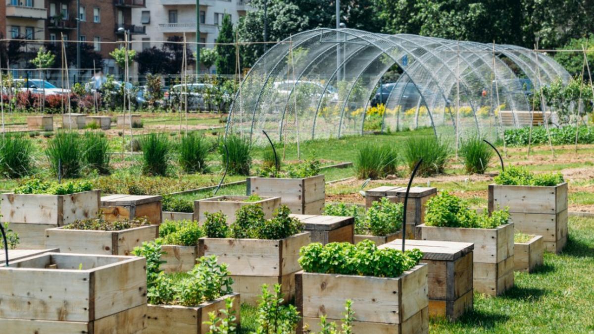Garden with a greenhouse tent in the background.